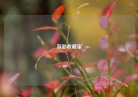 背影收藏家
