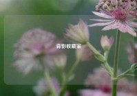 背影收藏家