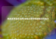 鹦鹉追男朋友视频,你看过哪些特别搞笑的图文