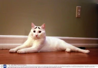 伤感短句八字以内(射手座是一个怎样的星座)