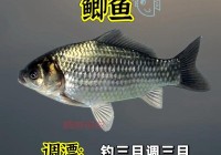 最新的滑县钓鱼群微信都在哪？找钓友交流钓鱼技巧看这里！