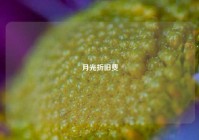月光折旧费