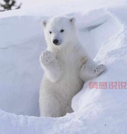 世纪佳缘情感说说:爱在心中,与你相守一生