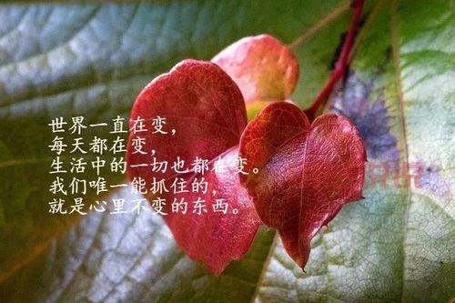 走心情感句子:那些温暖心灵的感情说说