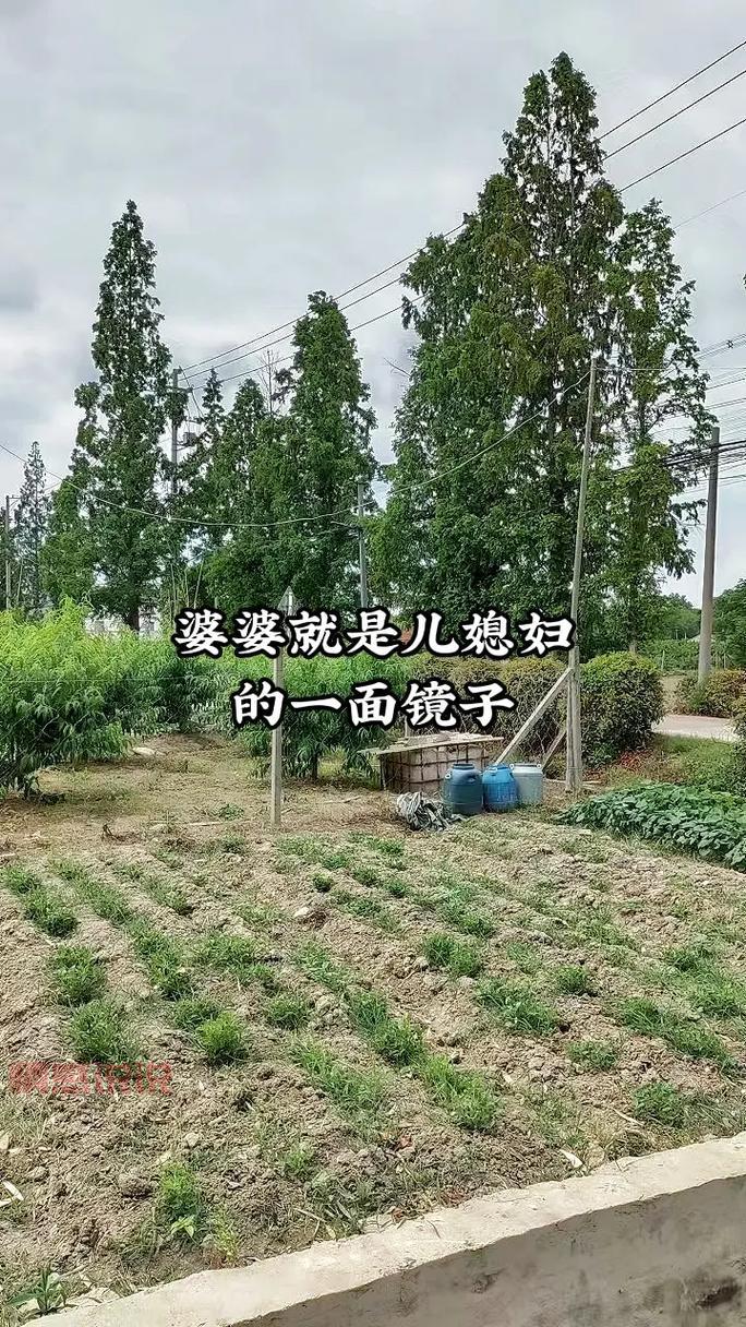 婆媳情感说说