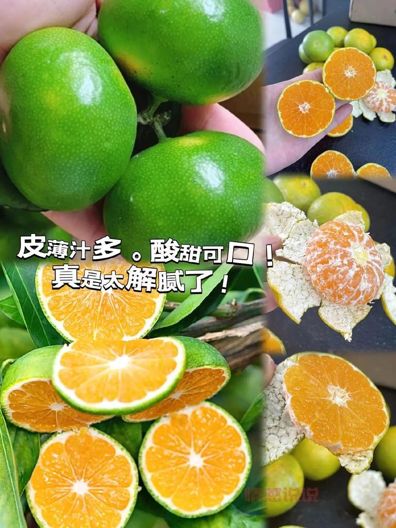 关于橘子的情感说说:你酸我甜,岁月如橘