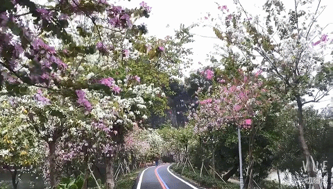 齐齐哈尔百姓网有卖二手二垄旋耕机吗?最新市场动态揭秘