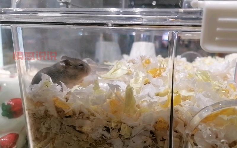 阿克苏哪里有卖仓鼠的?这几个地方宠物店比较全!