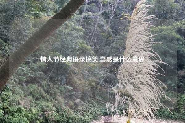 情人节经典语录搞笑,喜感是什么意思